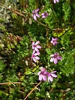Genre Erodium (4)